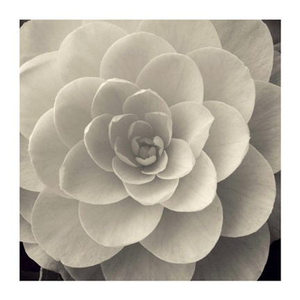 Framed Camellia I Print