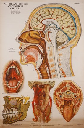 Framed American Frohse Anatomical Wallcharts, Plate 7 Print