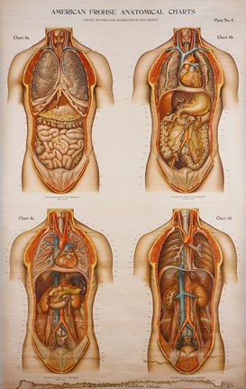 Framed American Frohse Anatomical Wallcharts, Plate 2 Print