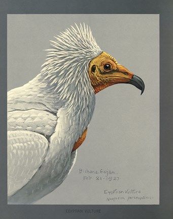 Framed Abyssinian Egyptian Vulture Print