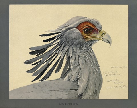 Framed Abyssinian Secretary Bird Print