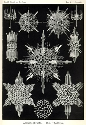 Framed Acanthophracta Print