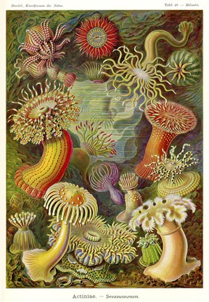 Framed Actiniae - Scheiben-Strahlinge - Heliodiscus Print