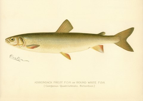 Framed Adirondack Frost Fish Print