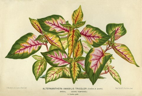 Framed Alternanthera Amabilis Tricolor Print