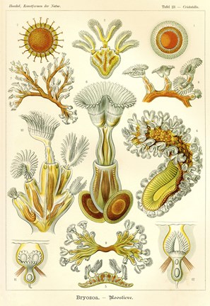 Framed Bryozoa - Scheiben-Strahlinge - Heliodiscus Print