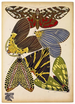Framed Butterflies Plate 5 Print