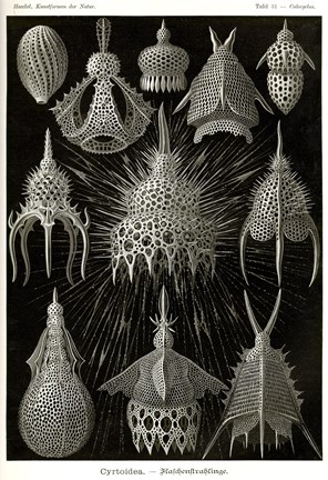 Framed Cyrtoidea - Scheiben-Strahlinge - Heliodiscus Print