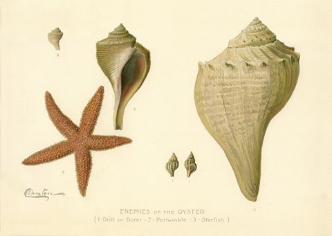 Framed Enemies of the Oyster Print