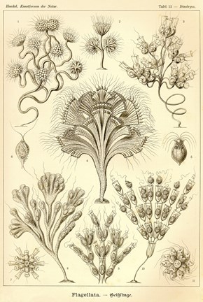 Framed Flagellata - Scheiben-Strahlinge - Heliodiscus Print