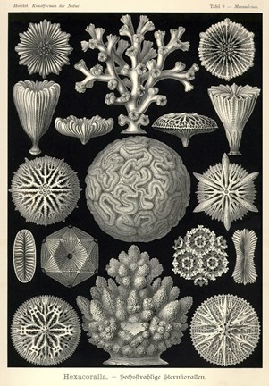 Framed Hexacoralla Print