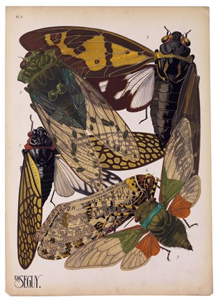 Framed Insects, Plate 11 Print
