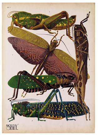 Framed Insects, Plate 16 Print