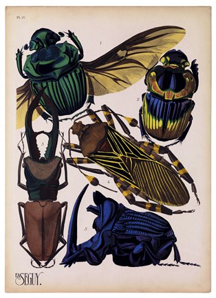 Framed Insects, Plate 7 Print