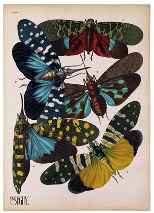Framed Insects, Plate 8 Print