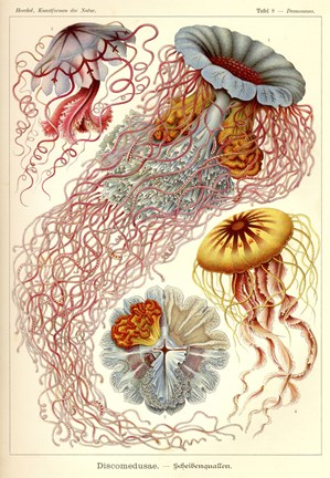 Framed Jellyfish, Discomedusae Print