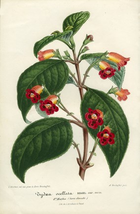 Framed Kohleria of Central America Print