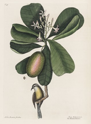 Framed Mark Catesby, Naturalist, 1720&#39;s Print