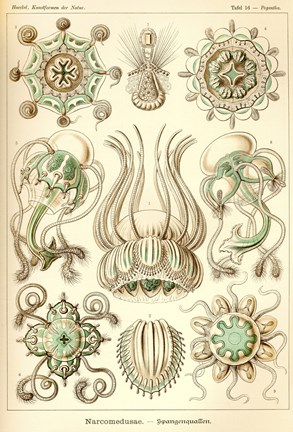Framed Narcomedusae - Scheiben-Strahlinge - Heliodiscus Print