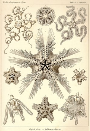 Framed Ophiodea Print