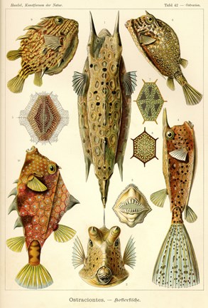 Framed Ostraciontes - Scheiben-Strahlinge - Heliodiscus Print