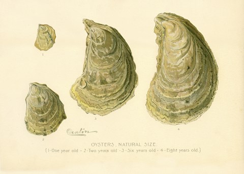 Framed Oysters Natural Size Print