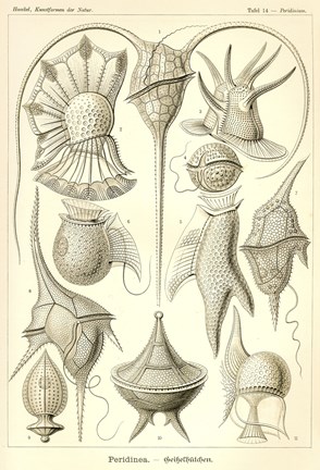 Framed Peridinea - Scheiben-Strahlinge - Heliodiscus Print