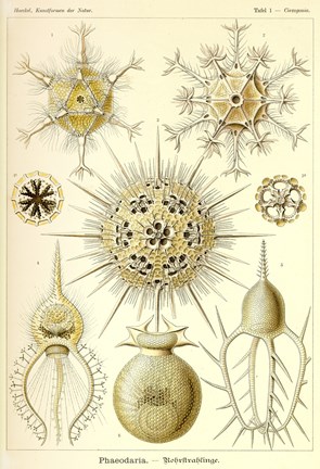 Framed Phaeodaria Radiolaria Print