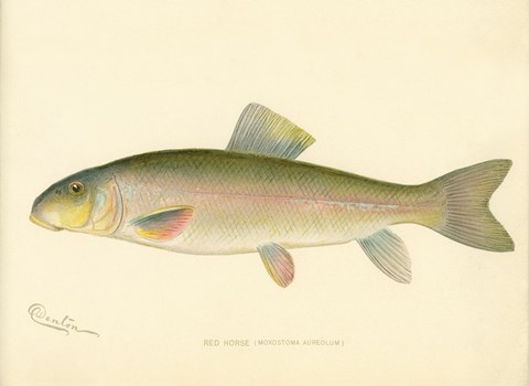 Framed Red Horse Fish Print