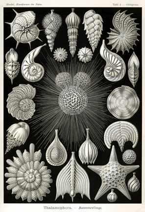 Framed Thalamophora Print