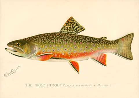 Framed Brook Trout Print