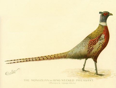 Framed Mongolian or Ring-Necked Pheasant Print