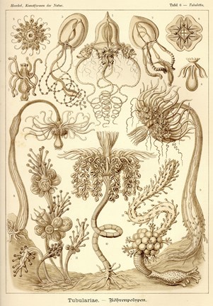 Framed Tubulariae - Scheiben-Strahlinge - Heliodiscus Print