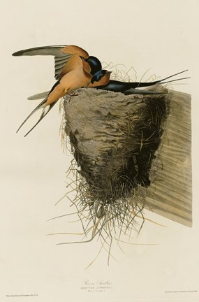 Framed Barn Swallow Print