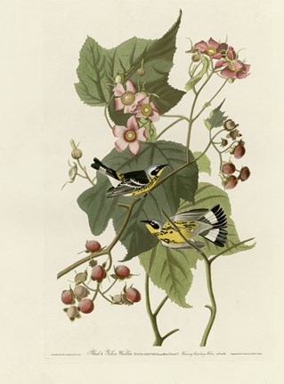 Framed Black And Yellow Warblers Print