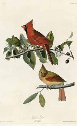 Framed Cardinal Grosbeak Print