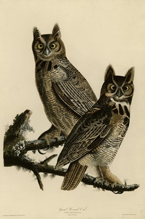 Framed Great Horned Owl Print