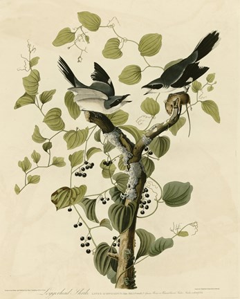 Framed Loggerhead Shrike Print