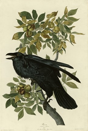 Framed Raven Print