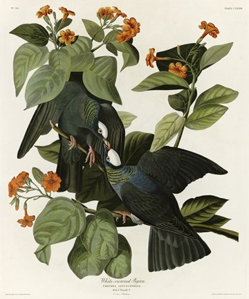 Framed White Crowned Pigeon Print