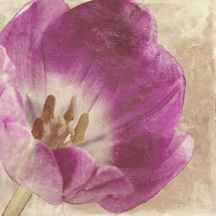 Framed Buttercream Tulip 1I Print