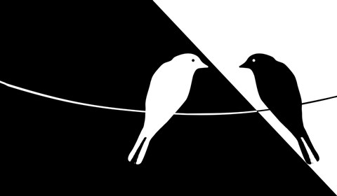 Framed Black and White Birds Print