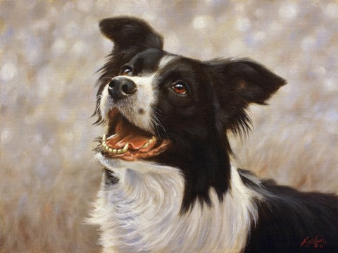 Framed Border Collie 1 Print