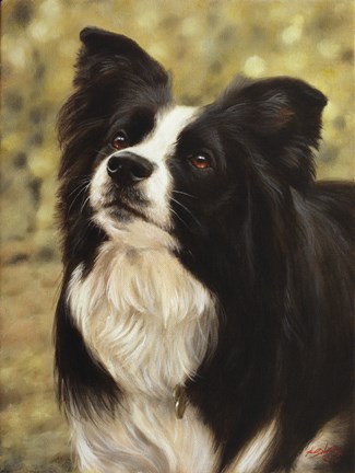 Framed Border Collie 2 Print