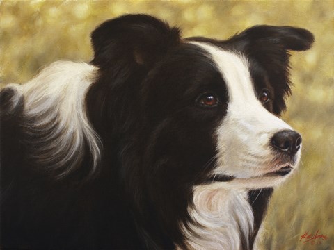 Framed Border Collie 3 Print