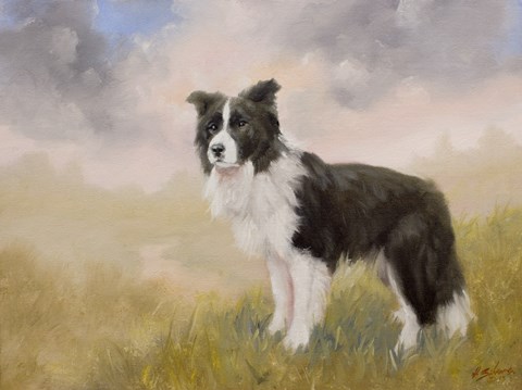 Framed Border Collie 5 Print