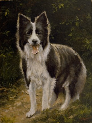 Framed Border Collie 14 Print