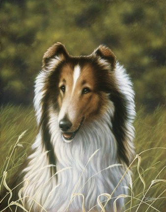 Framed Lassie Print