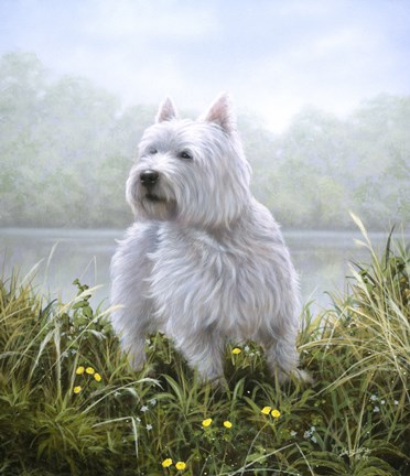 Framed Westie 5 Print