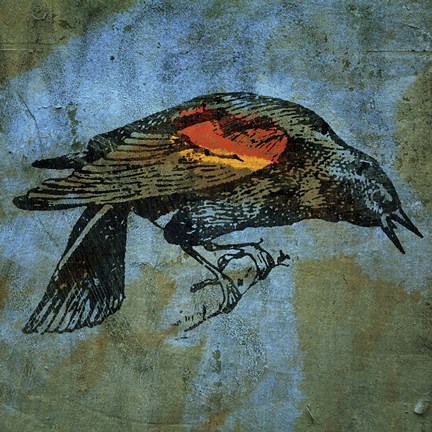 Framed Redwing Blackbird Print